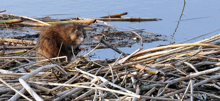 Image of a Muskrat on a reed bed 