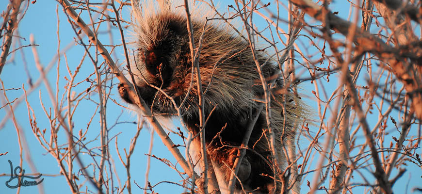 image of a porcupine in a tree