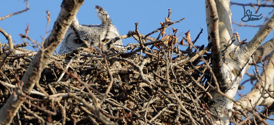 Great Horned Owl on its nest