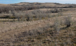 pheasant habitat - low natural cover with trees