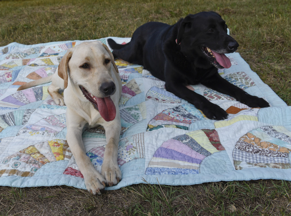 black lab and yellow lab on a blanket