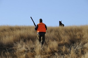 Dog on the hot scent of a pheasant