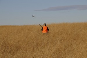 Pheasant breaking dense cover