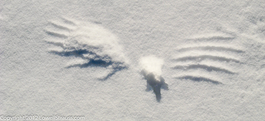 Sharp-tailed grouse markings in snow