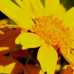 Image of the Yellow Flower, Shinning Arnica
