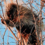 image porcupine in tree