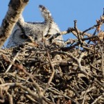 Great Horned Owl on its nest