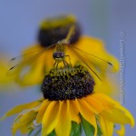 Macro photograph of a dragonfly on a Black-eyed Susan