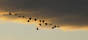 Sandhill Cranes  Silhouette