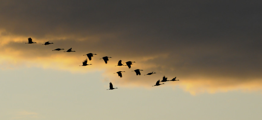 Early Fall Migration – Sandhill Cranes in Saskatchewan