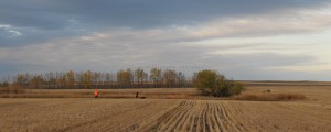 A small dry wetland in the middle of wheat stubble - pheasant habitat