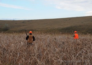 pheasant habitat - cattails 