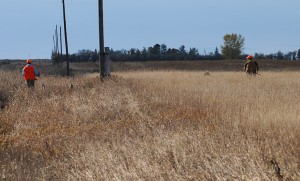 pheasant habitat - heavy cover along roadside