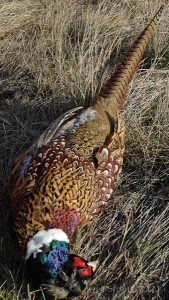 mature pheasant rooster 