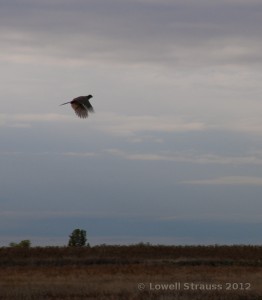 Pheasant Rooster in flight