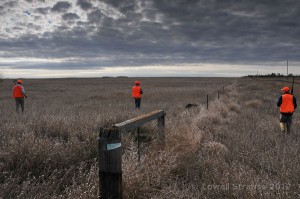 pheasant habitat - weedy fenceline