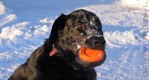 black lab holding clay target thrown from a WingOne thrower