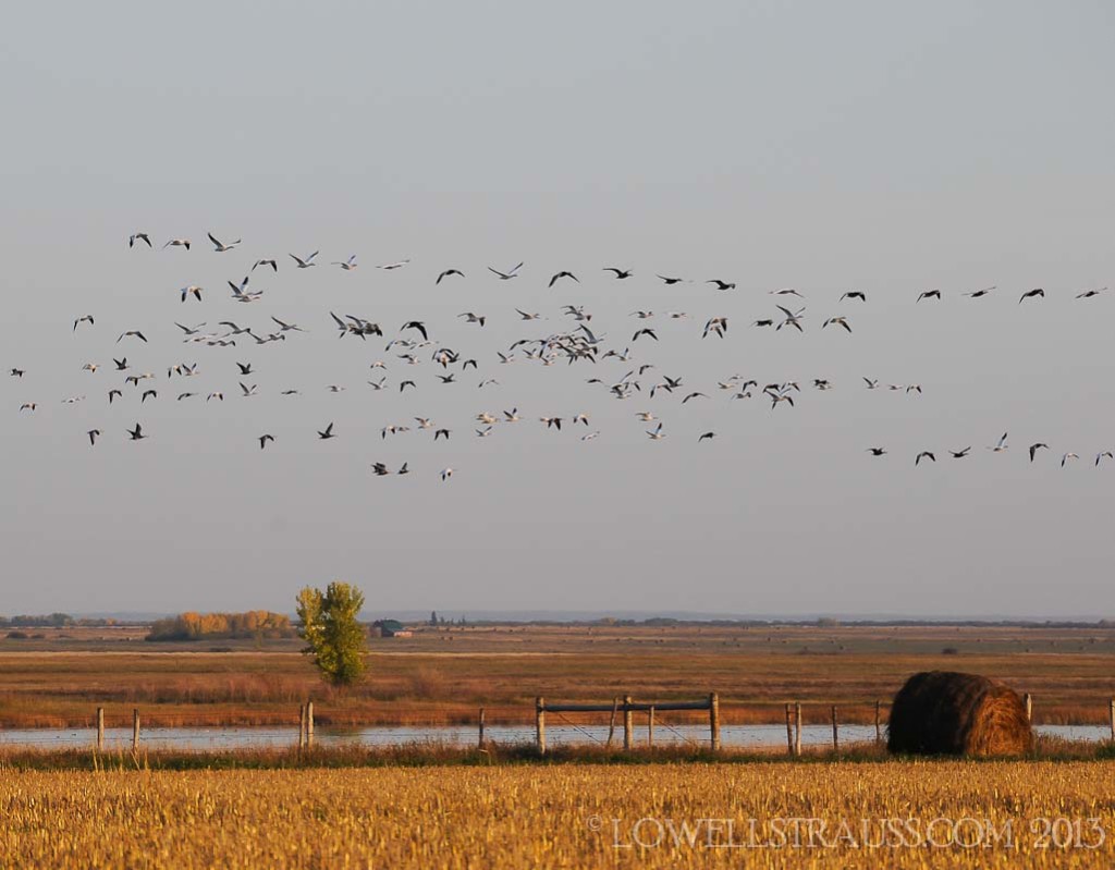 Snow Geese - (c) Lowell Strauss