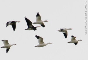 snow geese