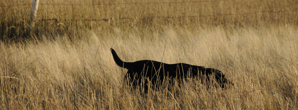 Black lab hunting in the grass