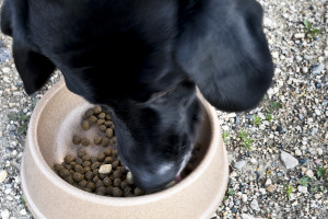 black lab eating Merrick Backcountry dog food