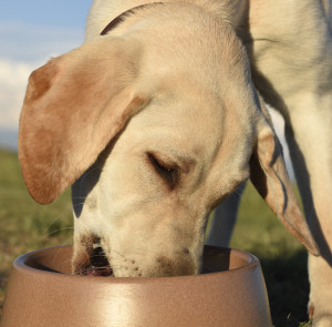 yellow lab eating Merrick Backcountry dog food