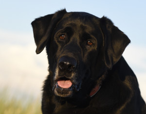 black lab drooling #Merrick #wild4backcountry