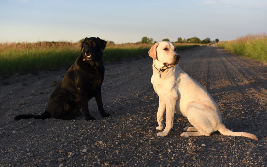 Bella and Radar