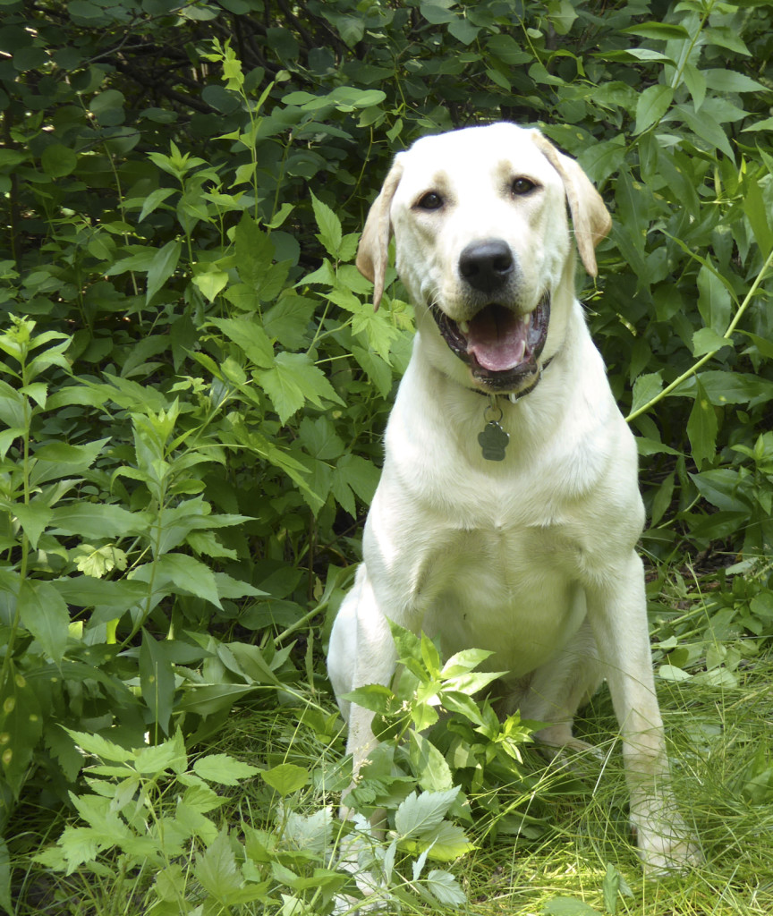 Happy yellow lab