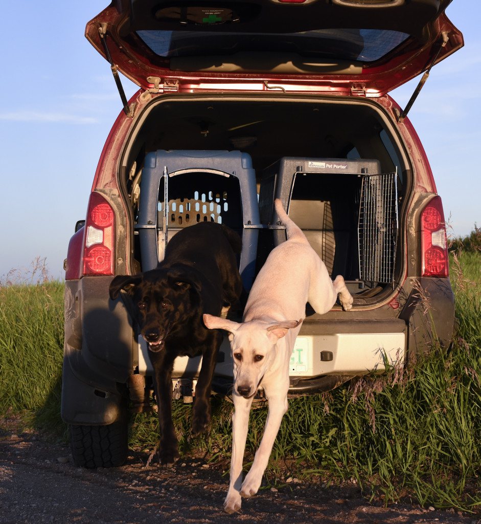 black lab and yellow lab jumping from truck