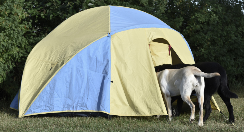 two dogs heading into a tent