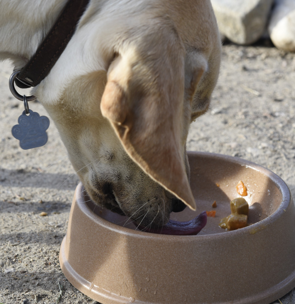 yellow lab licking food bowl