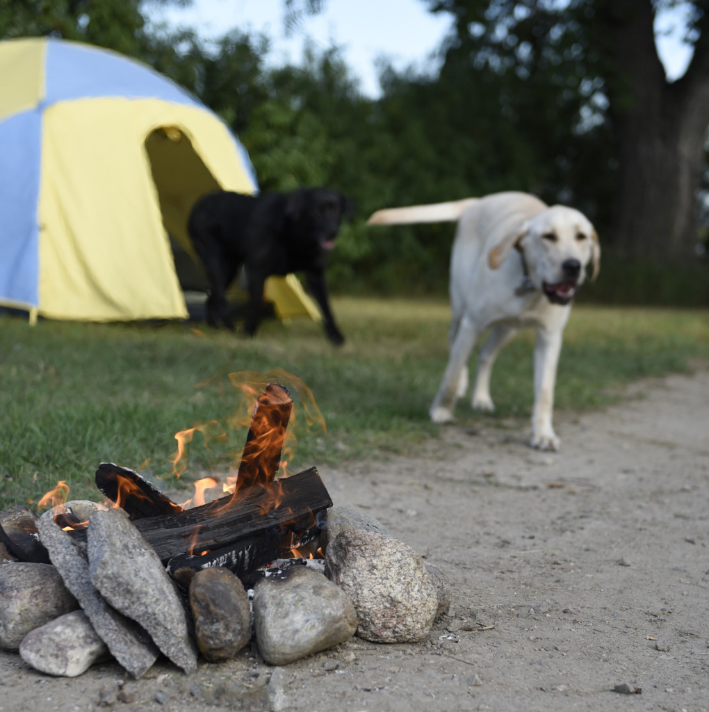 black lab and yellow lab running at camp