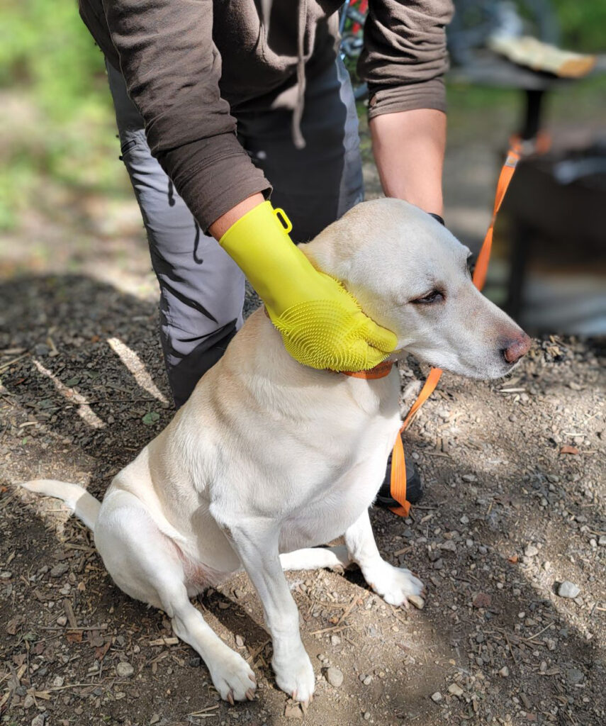 dog being groomed outside