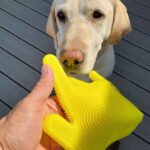 yellow lab ready for petting with a FurZapper glove