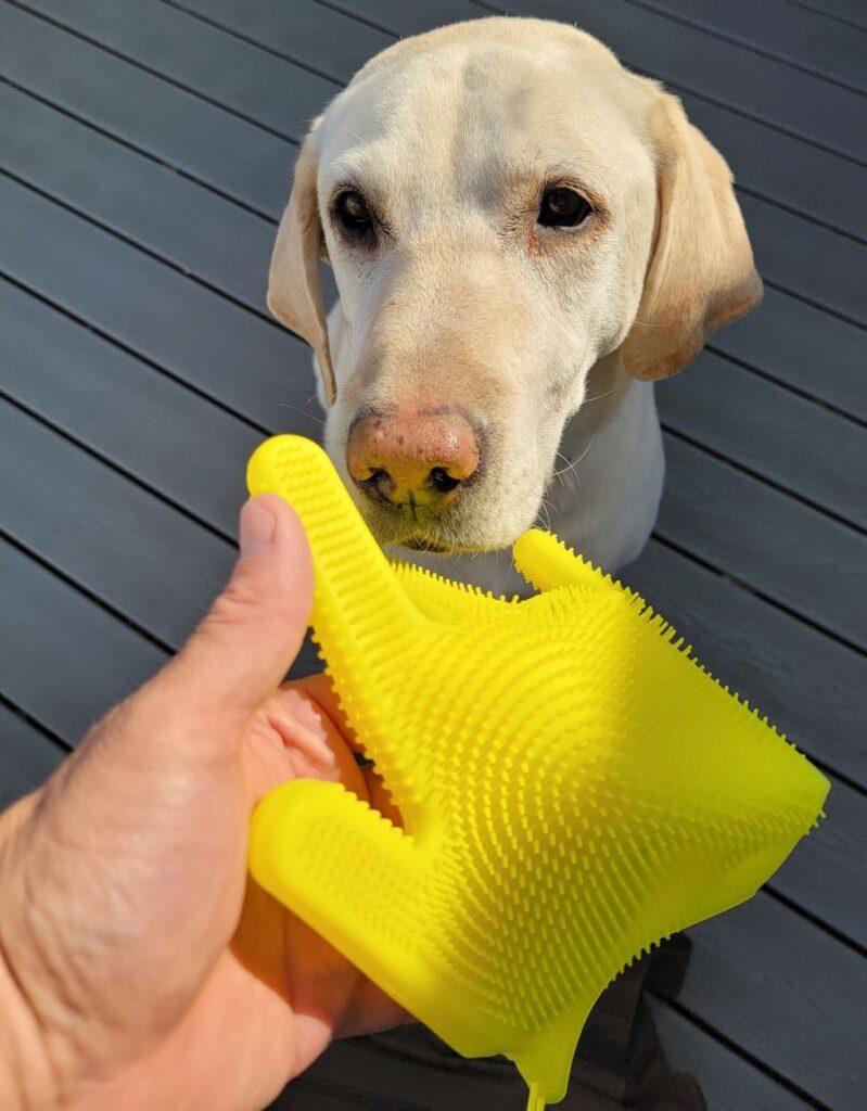 yellow lab ready for petting with a FurZapper glove