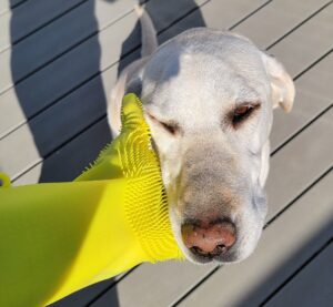 yellow lab enjoying petting with FurZapper grooming glove